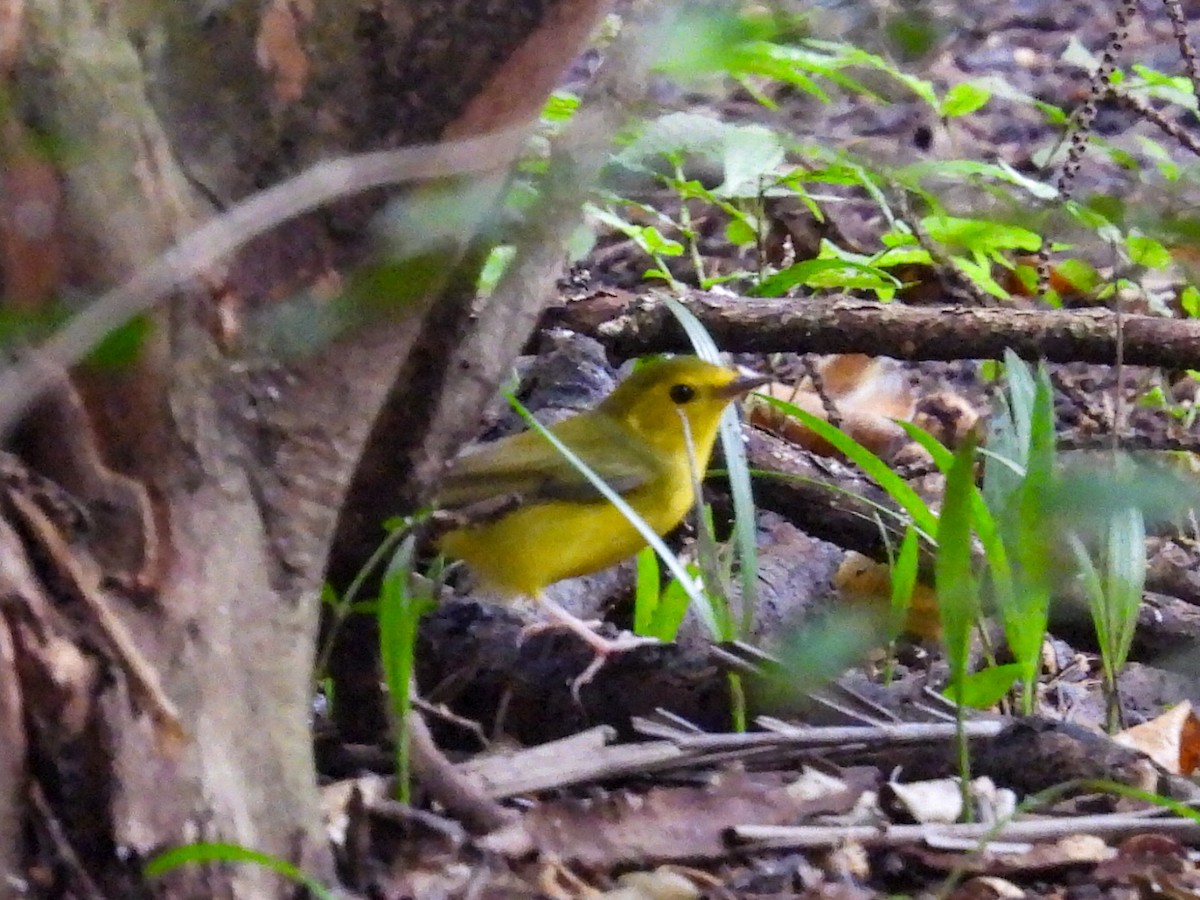 Болотянка чорногорла - ML644301354