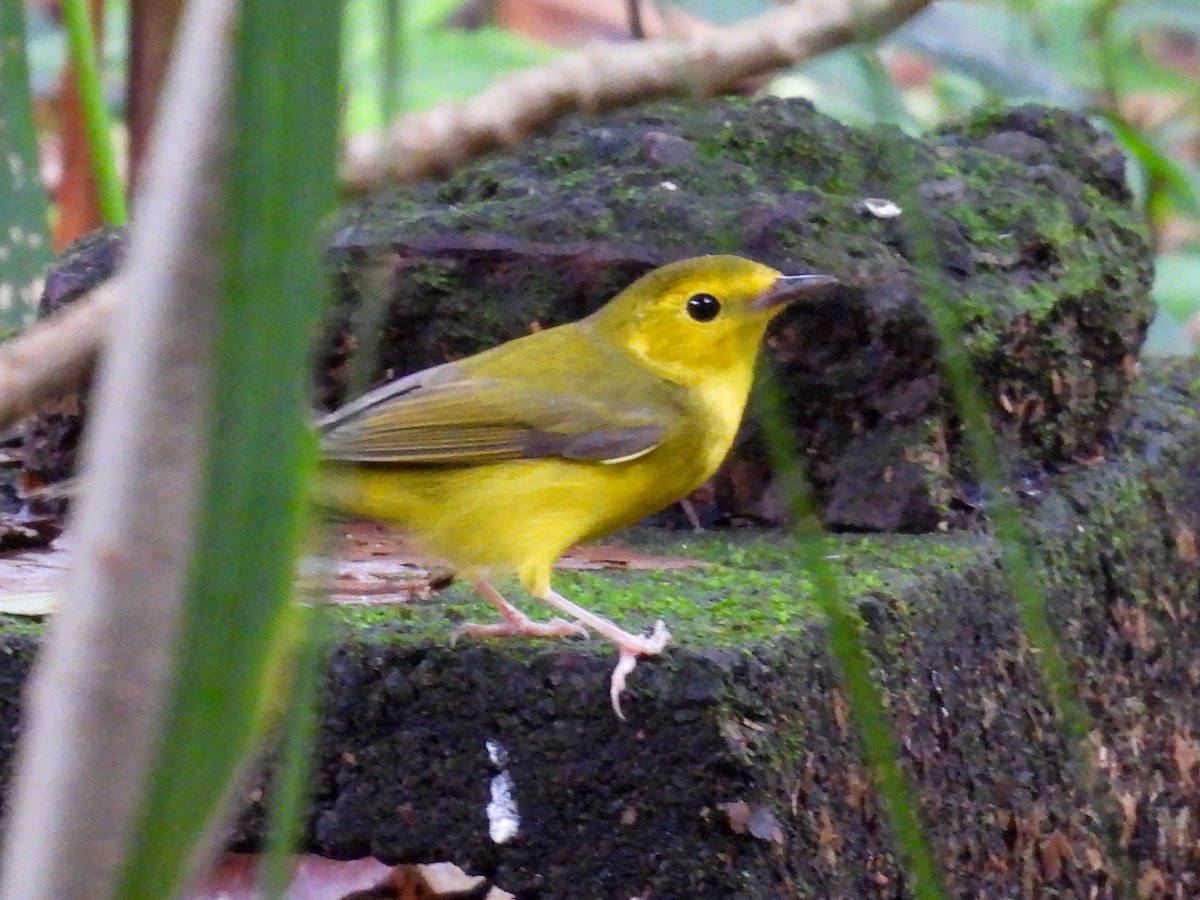 Болотянка чорногорла - ML644301356