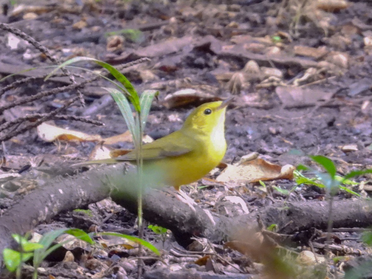 Болотянка чорногорла - ML644301357