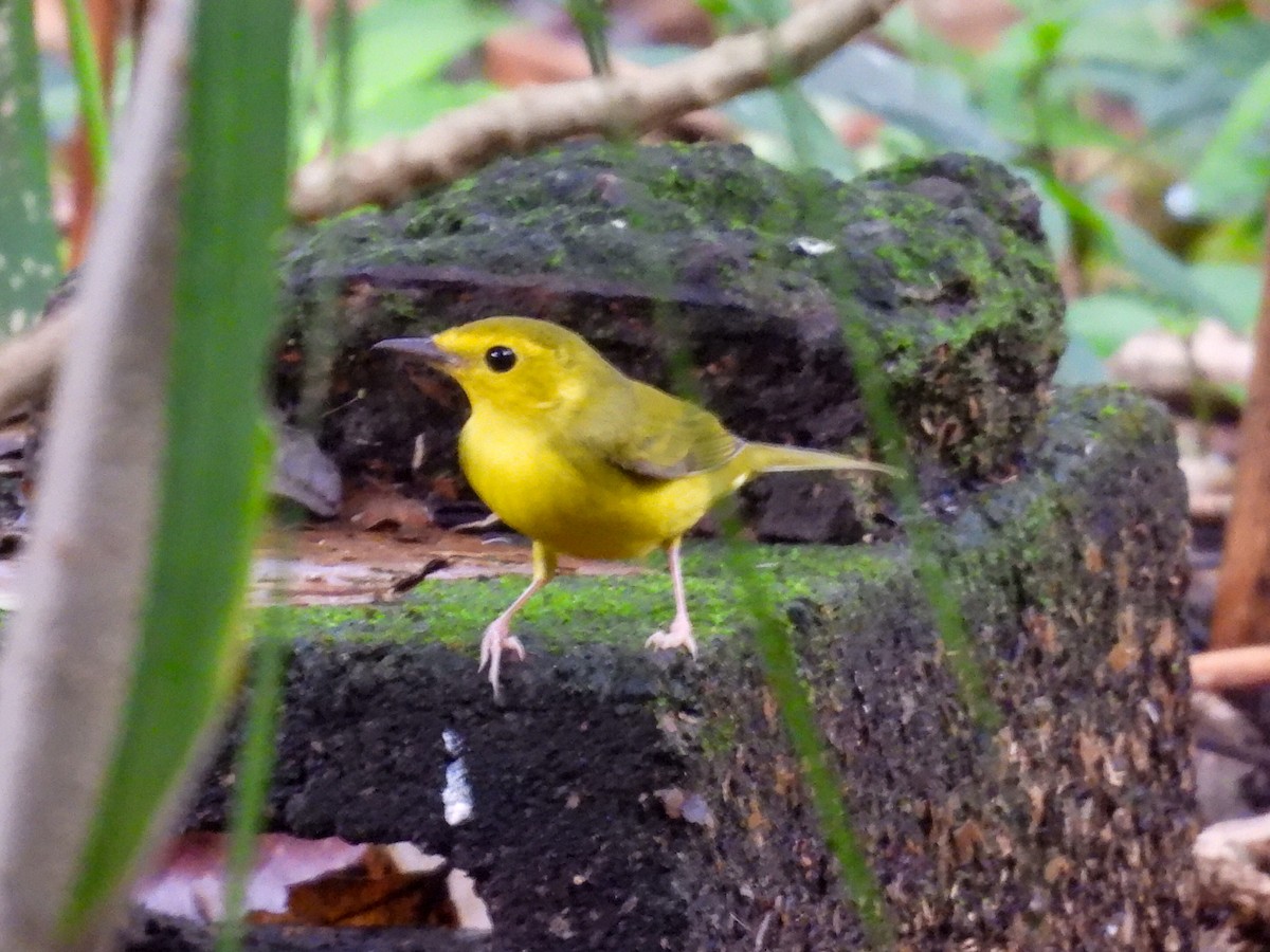 Болотянка чорногорла - ML644301358