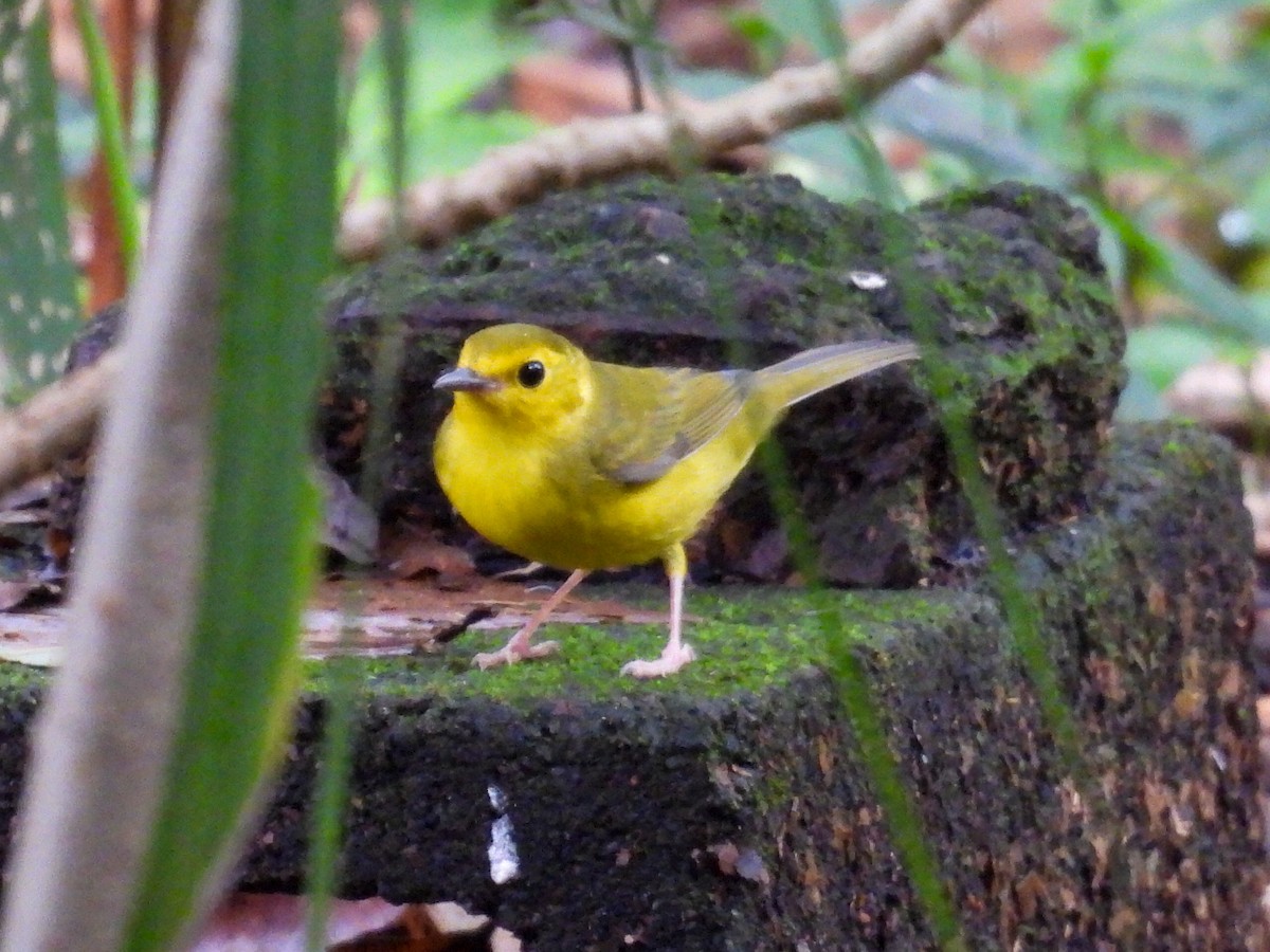 Болотянка чорногорла - ML644301359