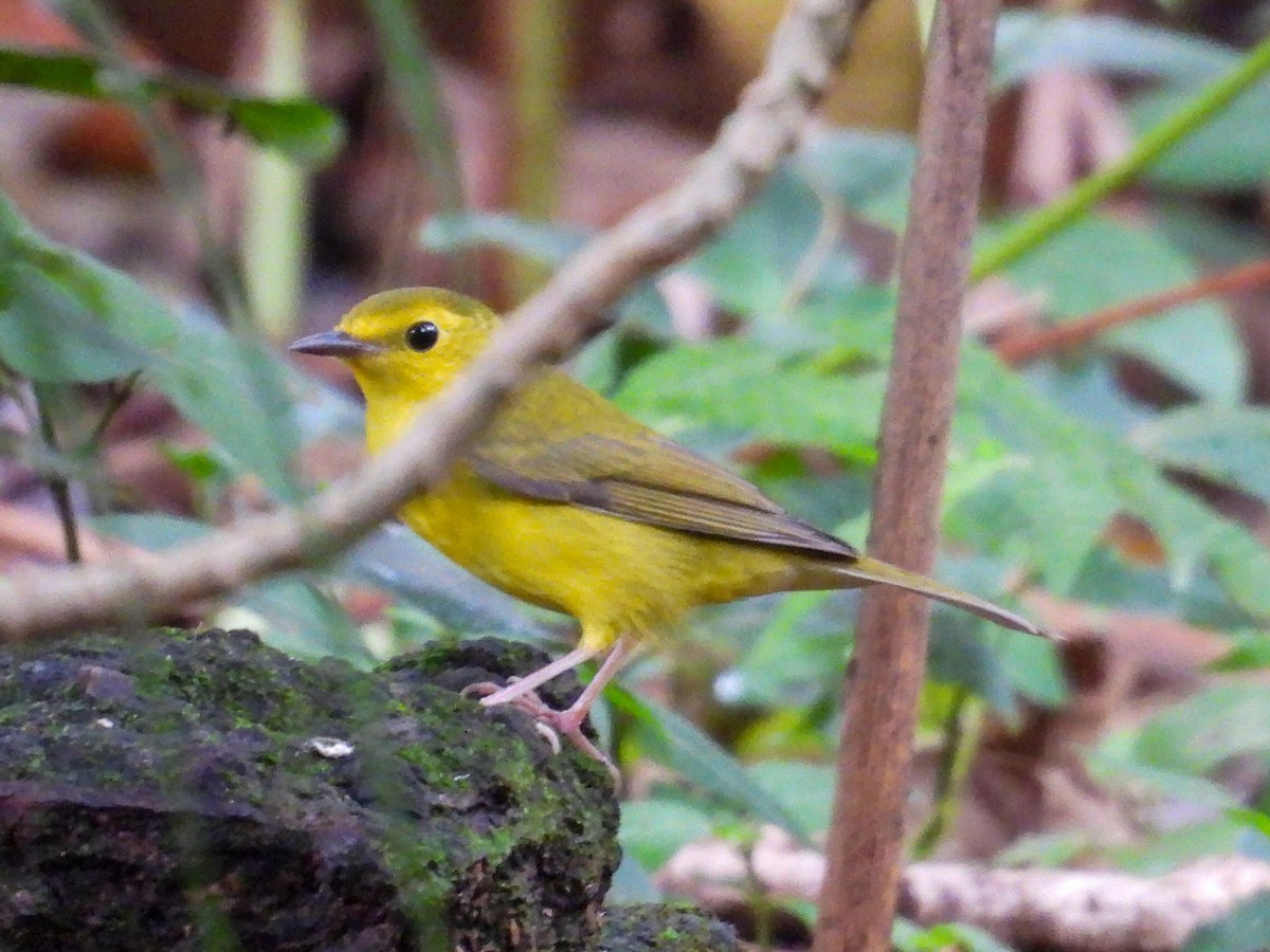 Болотянка чорногорла - ML644301360