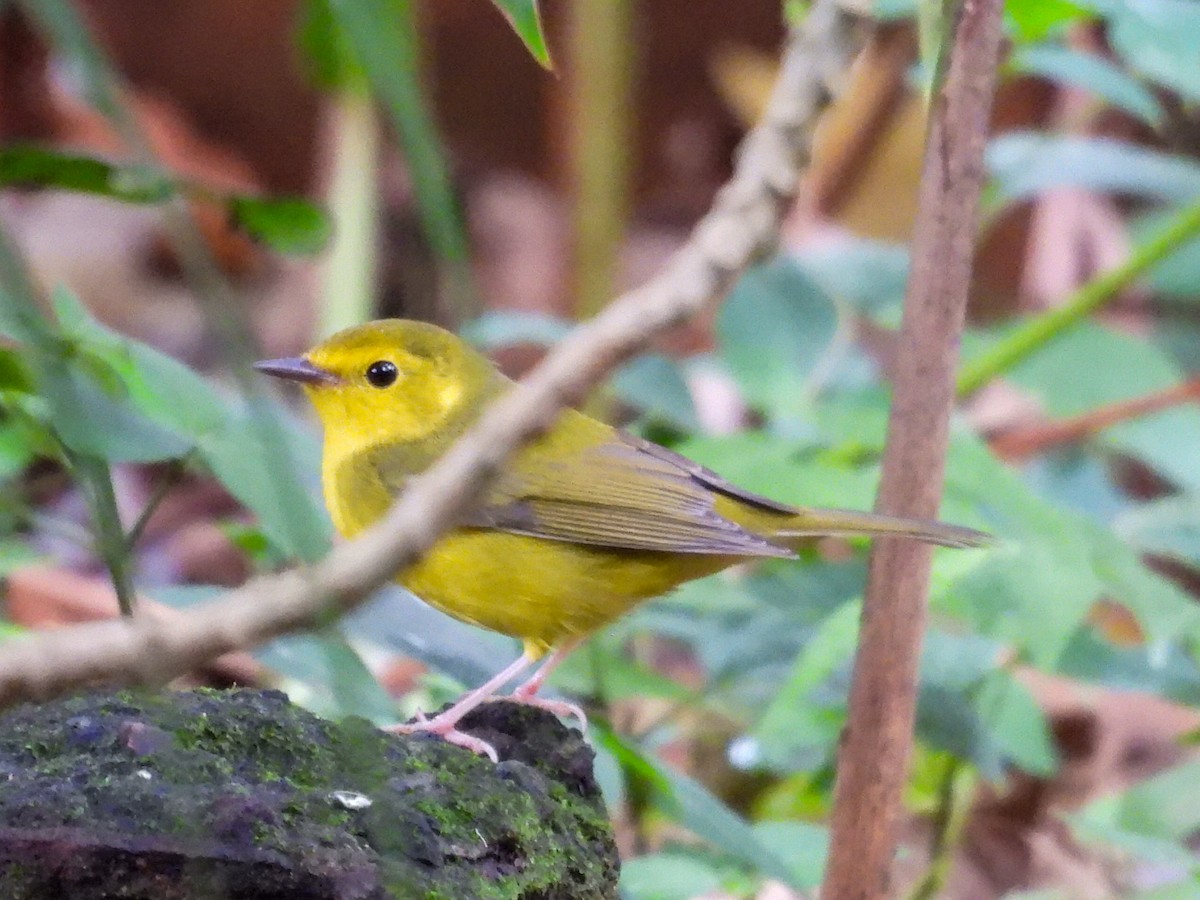 Болотянка чорногорла - ML644301361