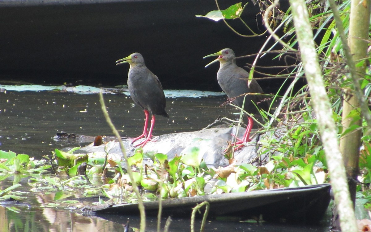 Râle noirâtre - ML644301375