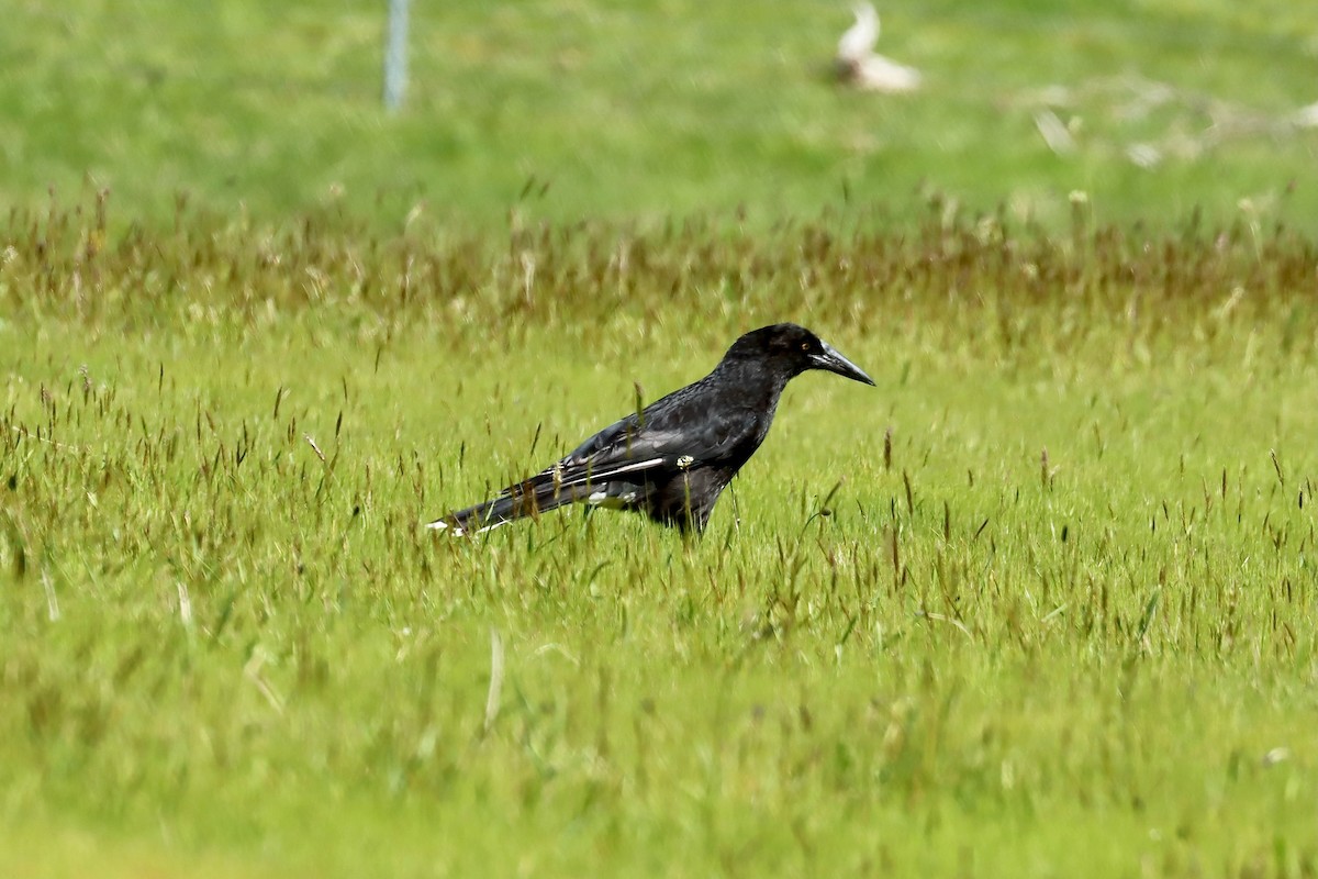Gray Currawong (Clinking) - ML644301378