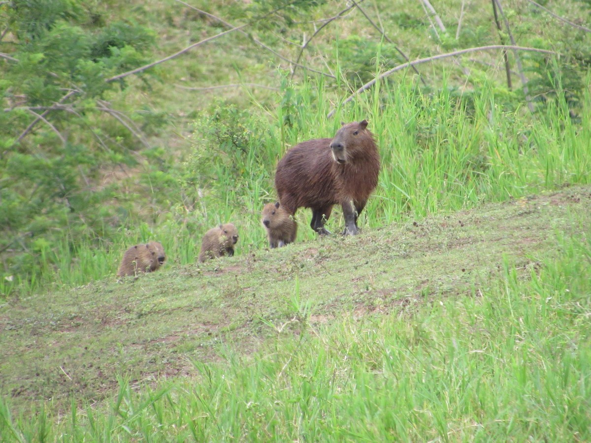 Lesser Capybara - ML644301391