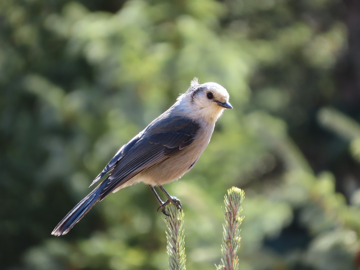 Canada Jay - ML644301397