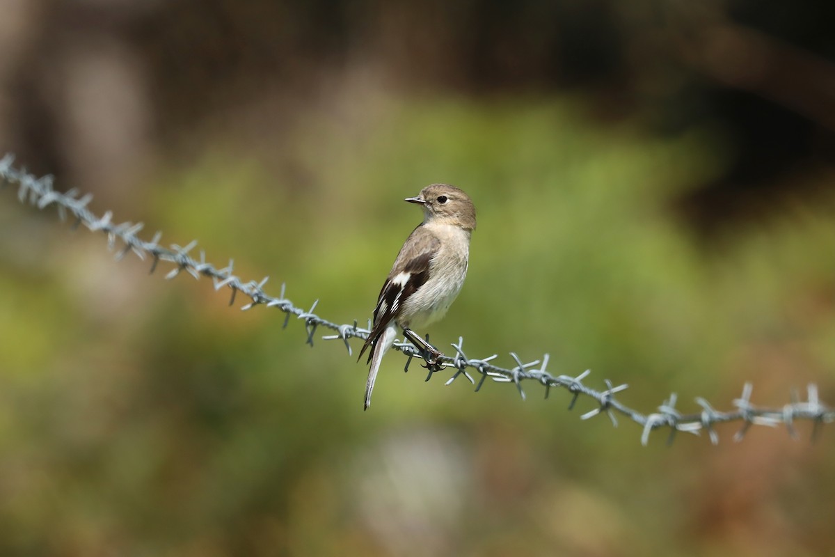 flammeflueskvett - ML644301405