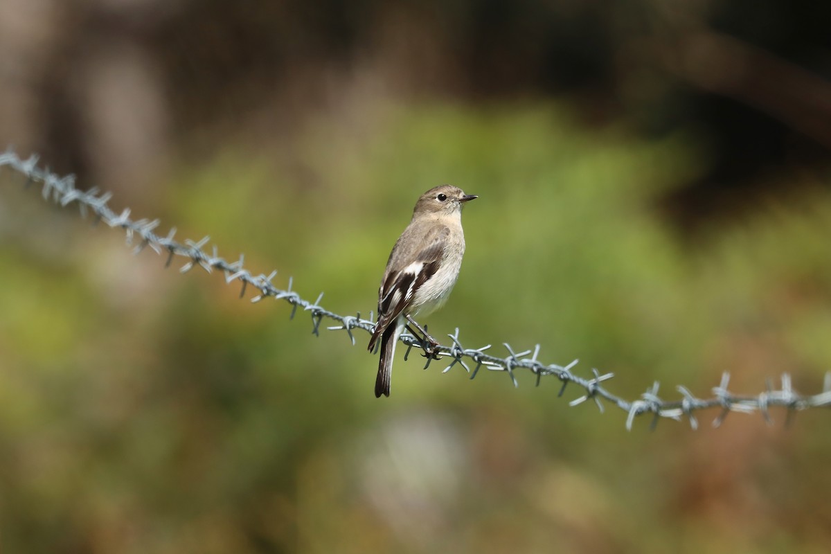 flammeflueskvett - ML644301406