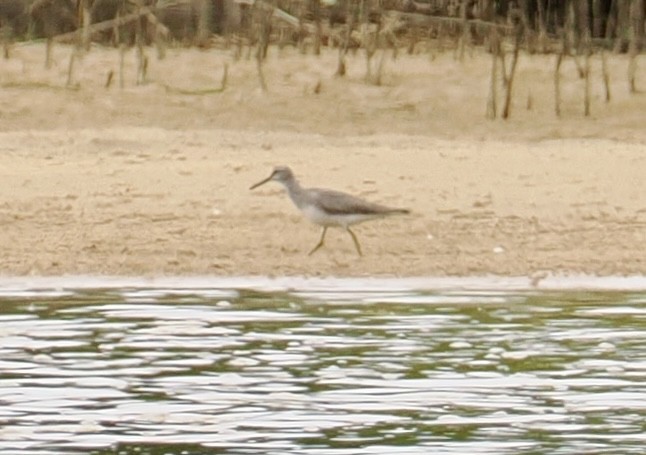 Gray-tailed Tattler - ML644301409