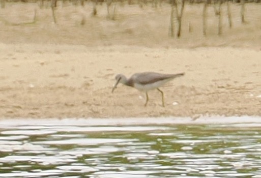 Gray-tailed Tattler - ML644301410