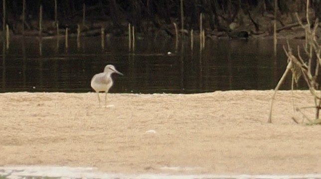 Gray-tailed Tattler - ML644301411