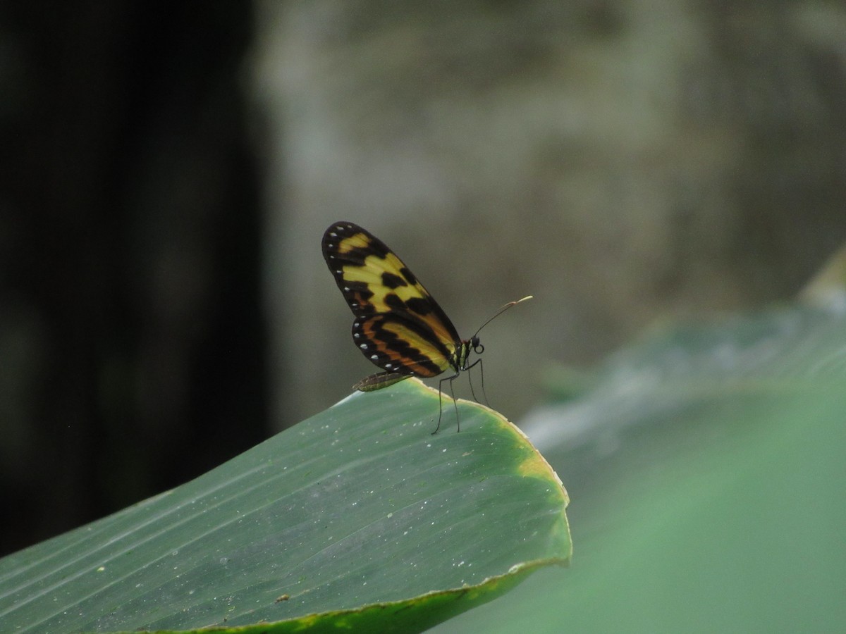 Menapis Tigerwing - ML644301418