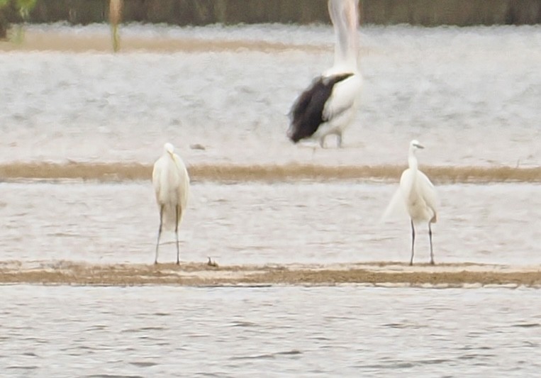 Koartza zuria - ML644301428