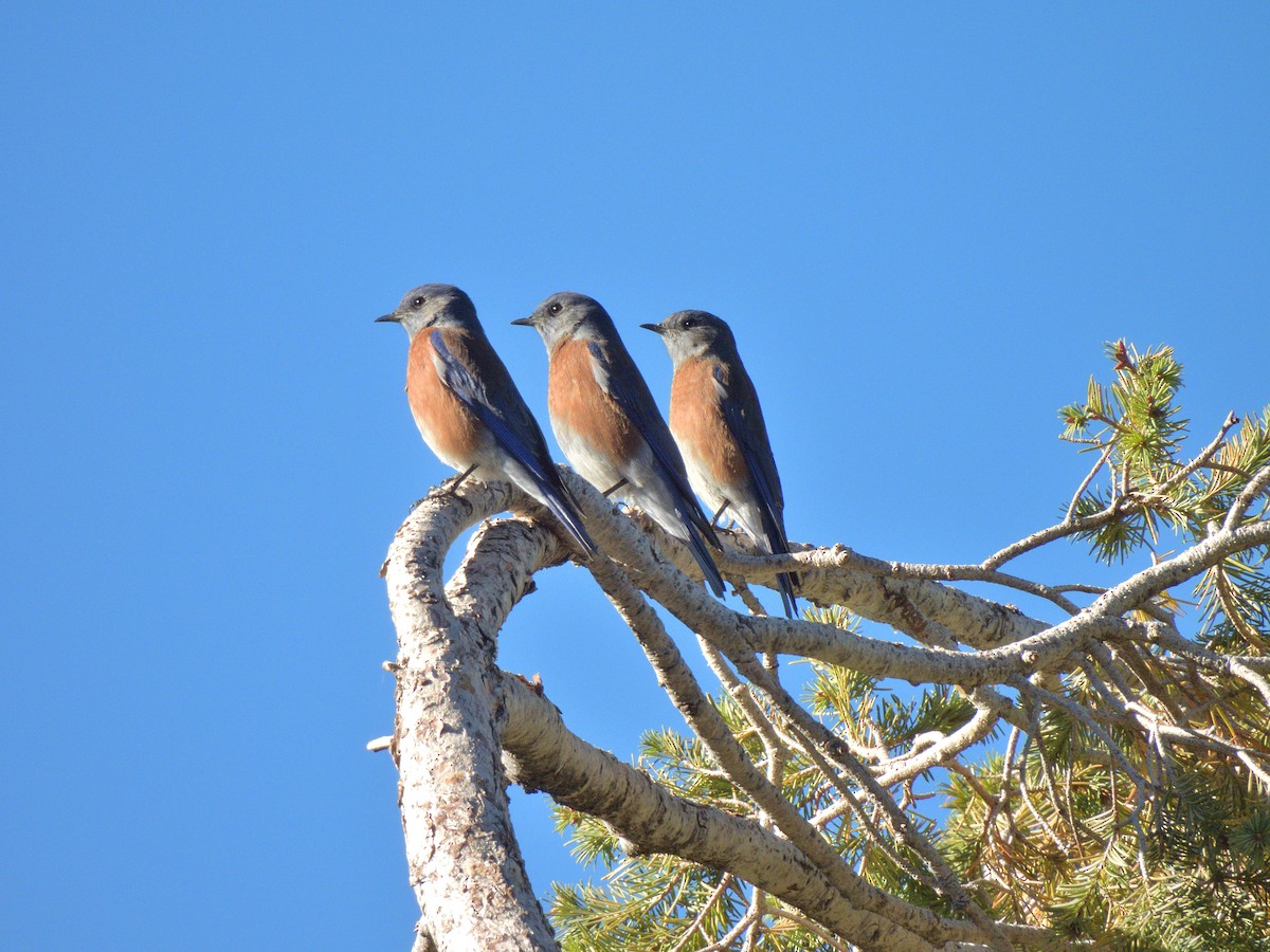 salašník západní - ML644301433