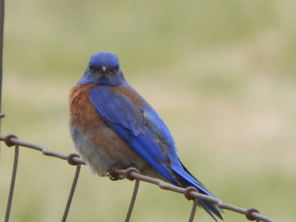 salašník západní - ML644301434