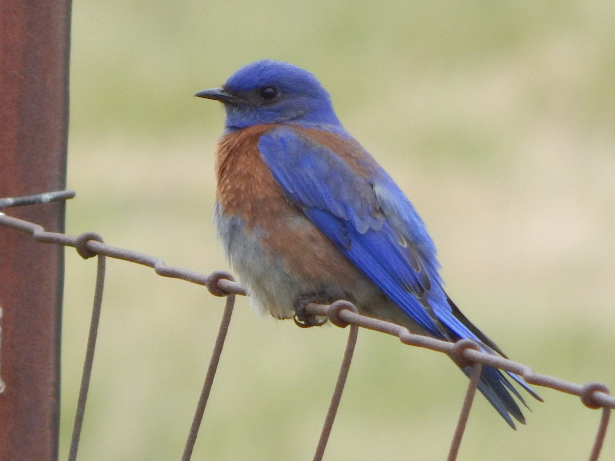 salašník západní - ML644301435