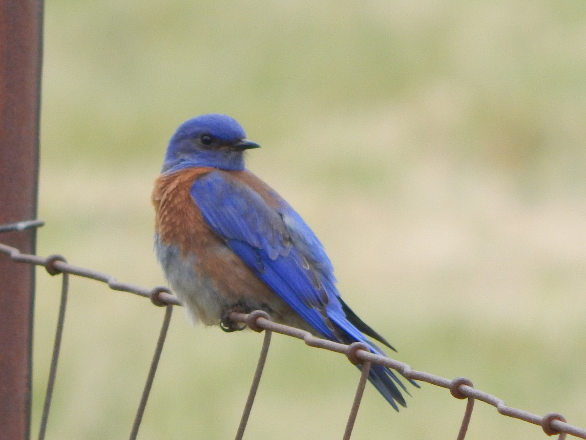 salašník západní - ML644301436