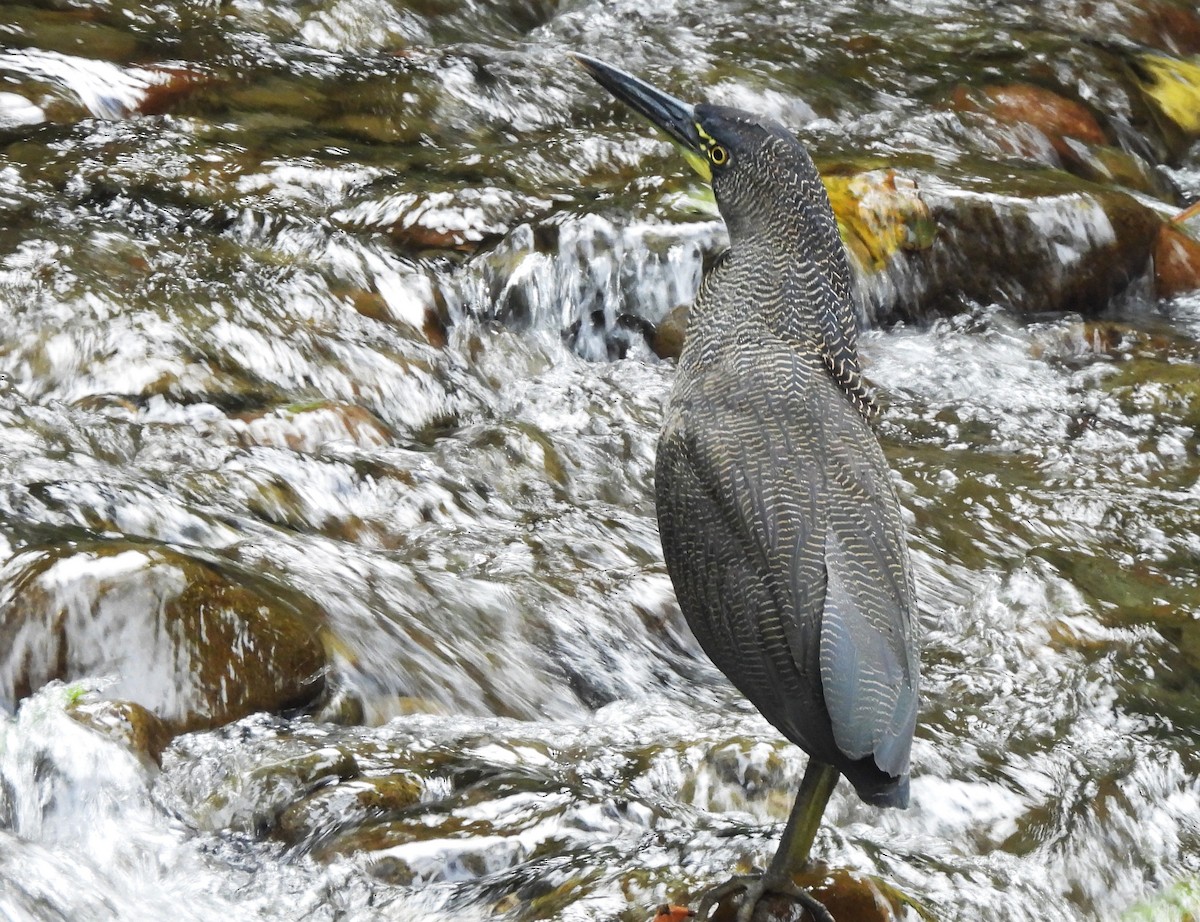 Onoré fascié - ML644301455