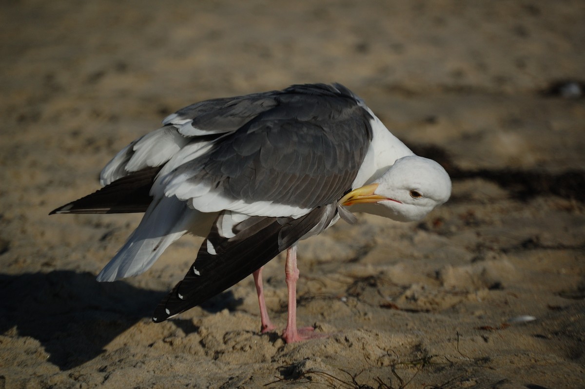 アメリカオオセグロカモメ - ML644301457