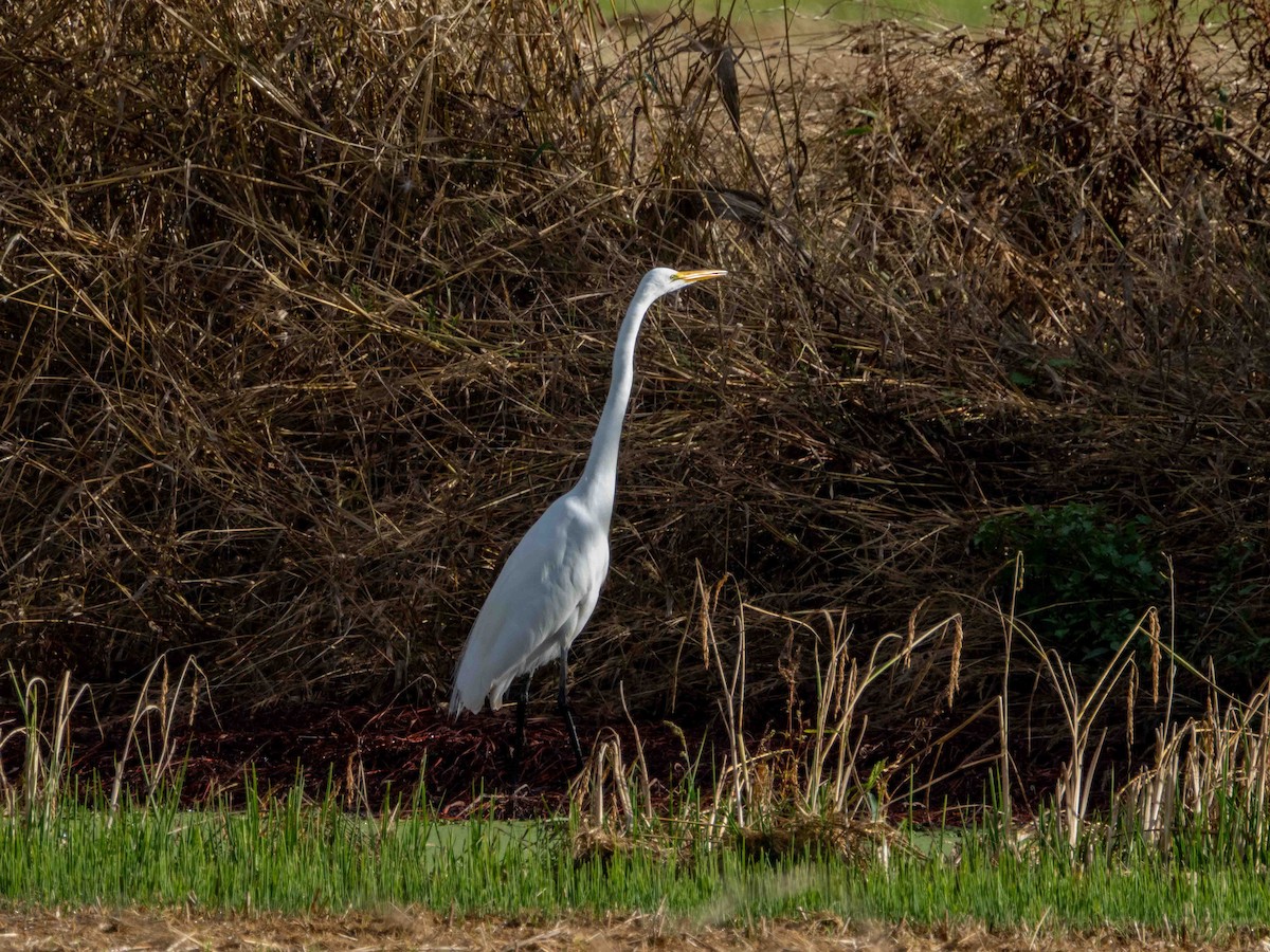 Koartza zuria - ML644301458