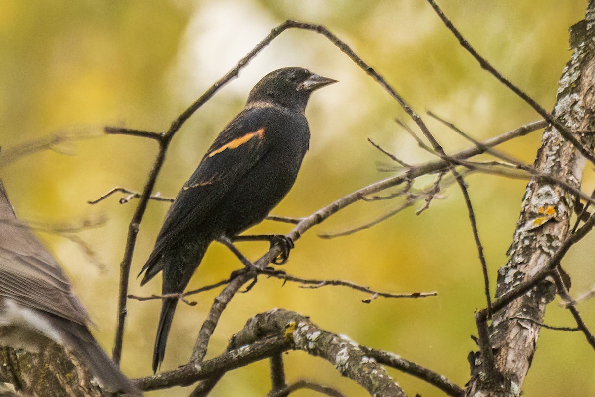 שחרורית אדומת-כנף - ML644301463