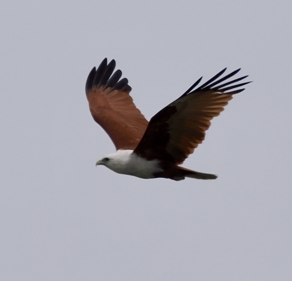 Brahminy Kite - ML644301475