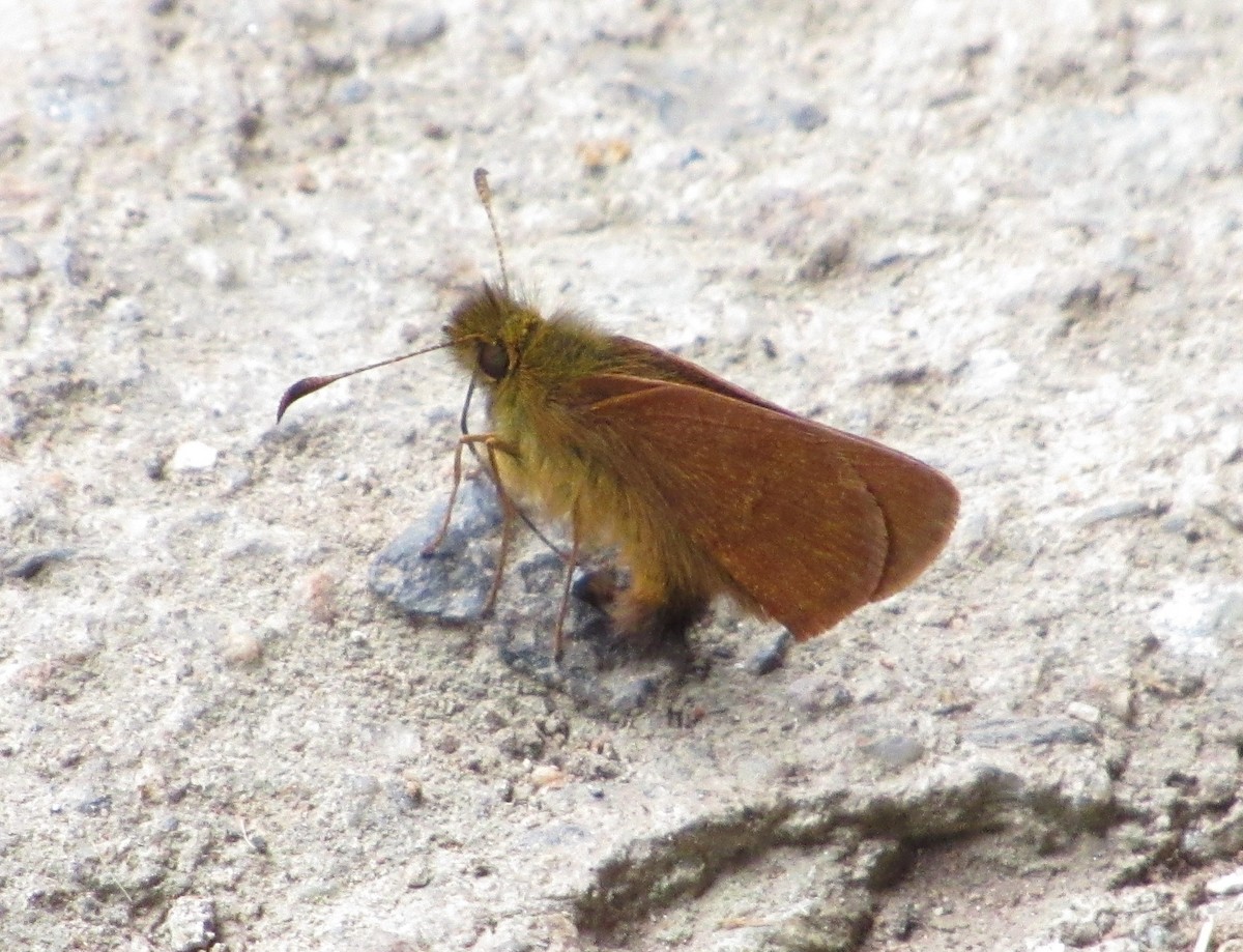 Ibhara Skipperling - ML644301477