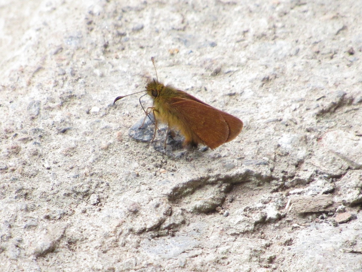 Ibhara Skipperling - ML644301478