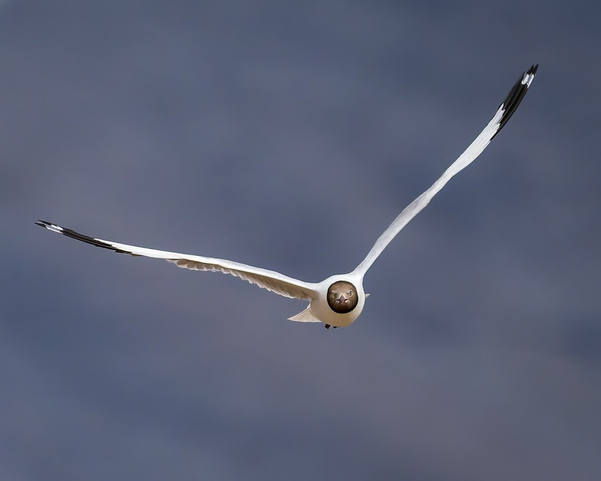 Бор толгойт цахлай - ML644301487