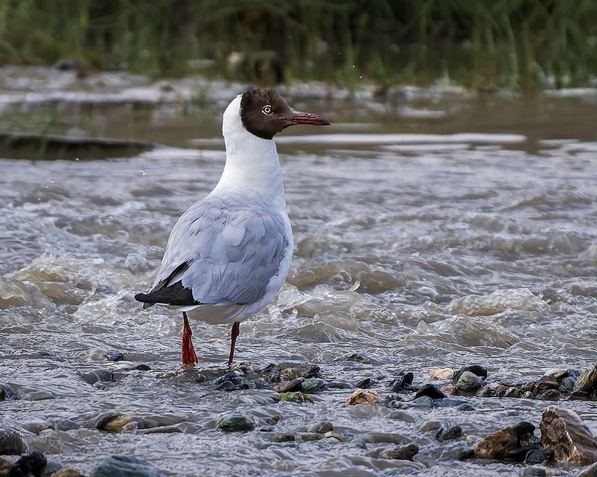 Бор толгойт цахлай - ML644301488