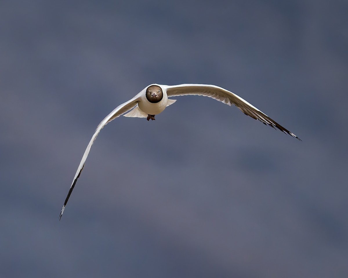 Бор толгойт цахлай - ML644301489