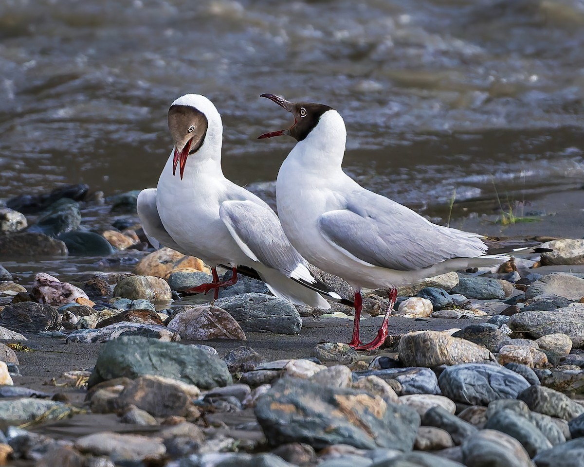 Бор толгойт цахлай - ML644301492