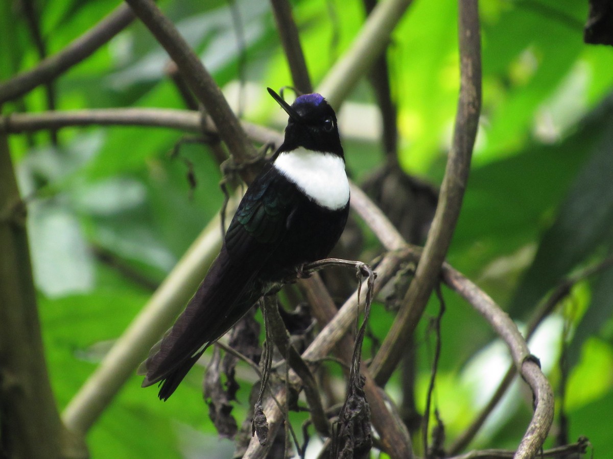 Collared Inca - ML644301494