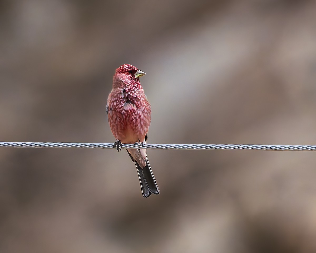 fjellrosenfink - ML644301506