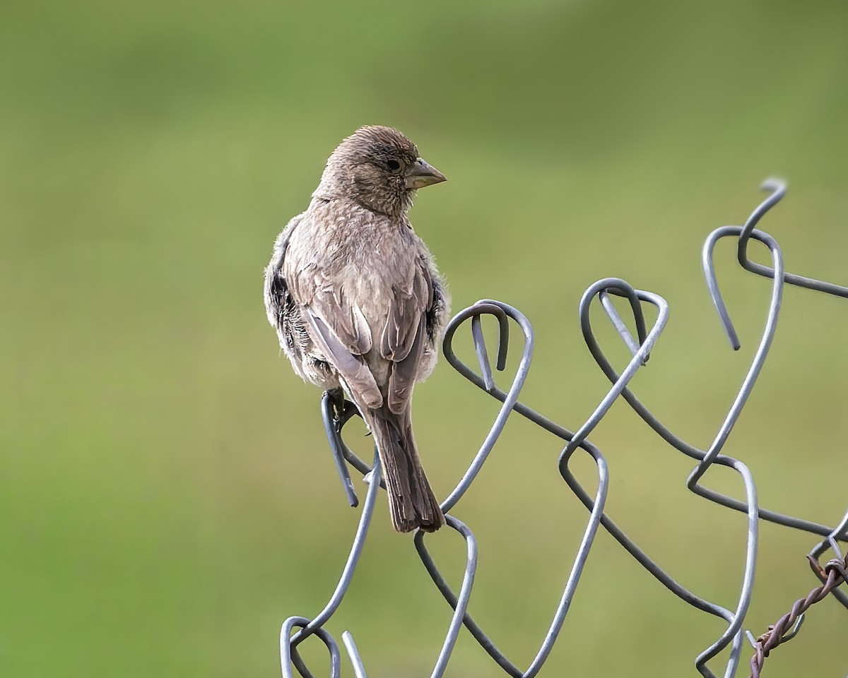 fjellrosenfink - ML644301507