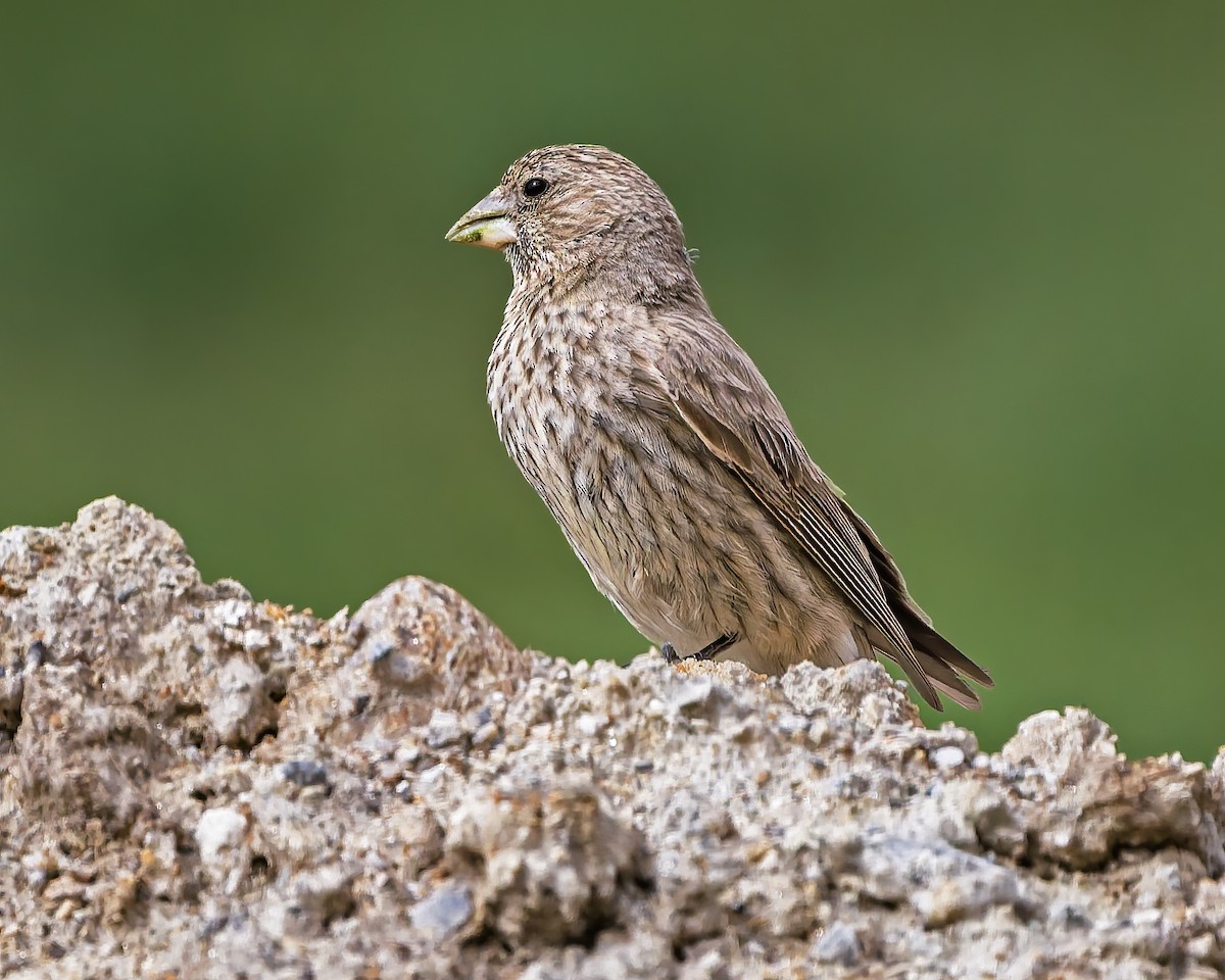 fjellrosenfink - ML644301508