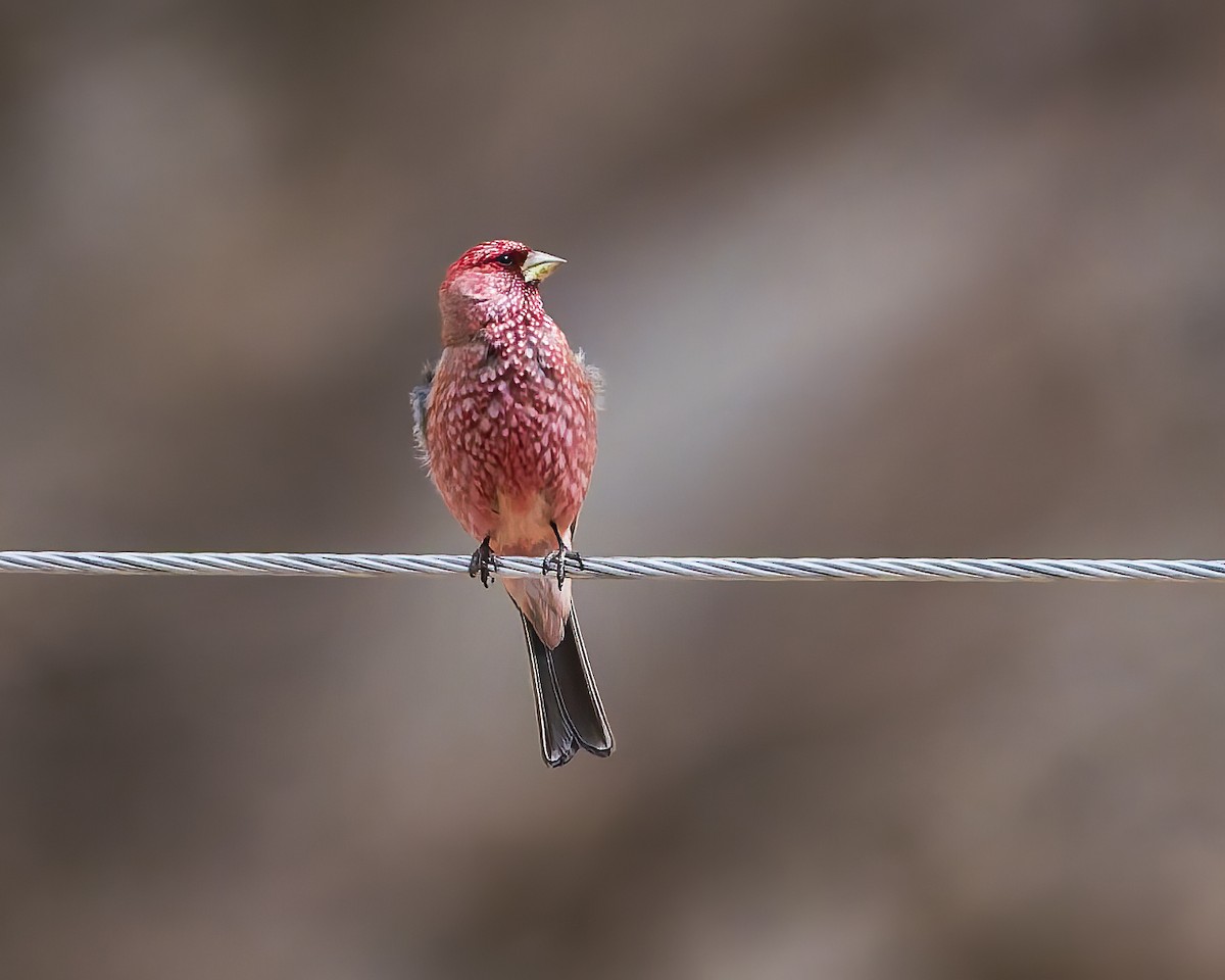 fjellrosenfink - ML644301509