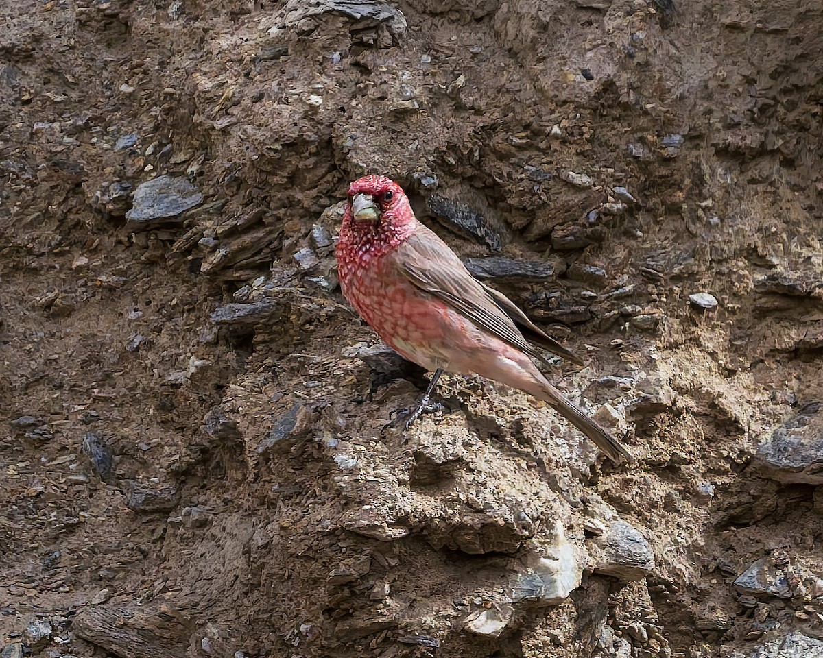 fjellrosenfink - ML644301510