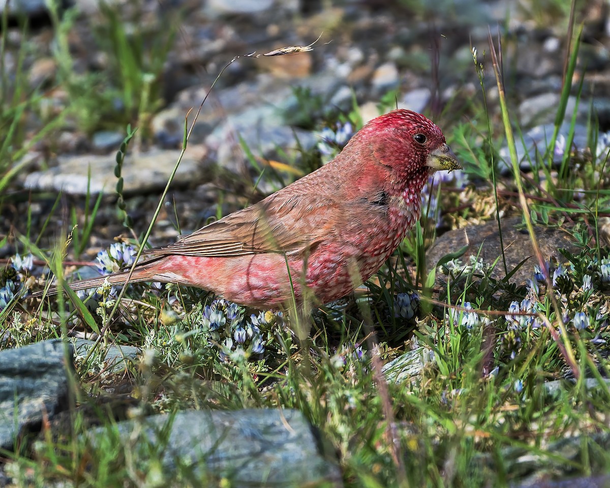 fjellrosenfink - ML644301511