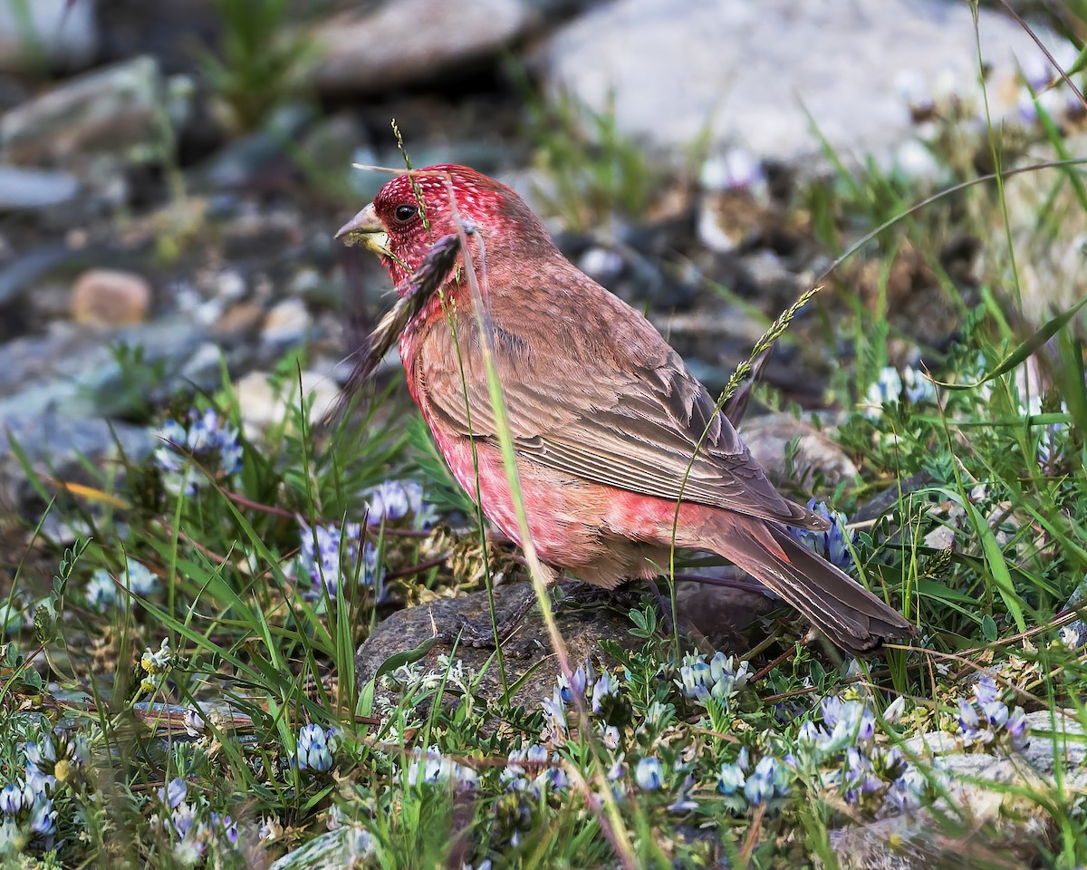 fjellrosenfink - ML644301512