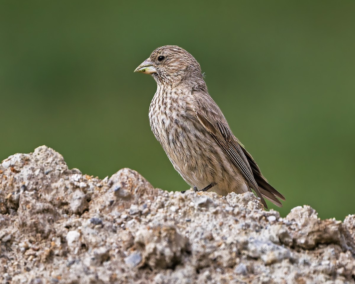 fjellrosenfink - ML644301513