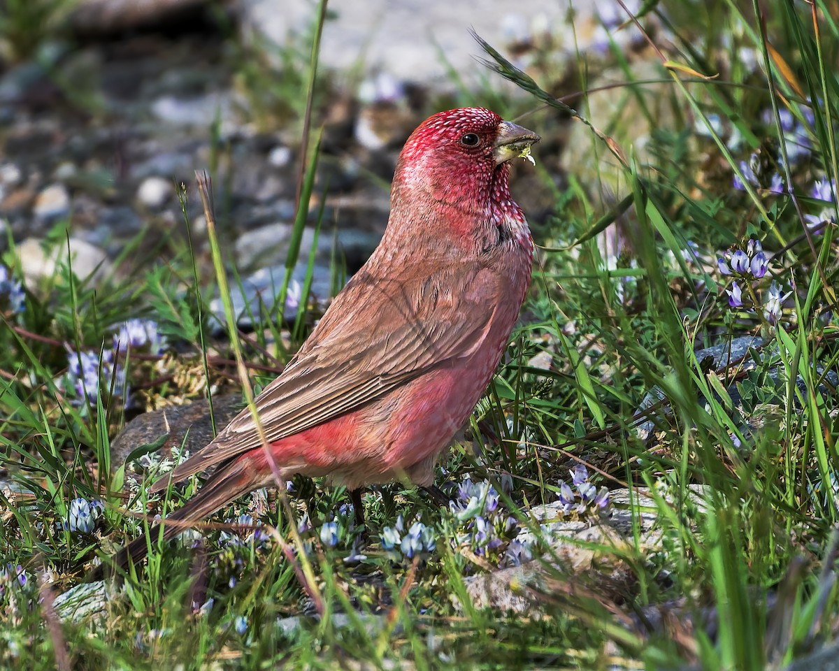 fjellrosenfink - ML644301514