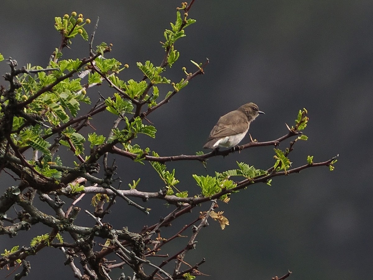 ヒメミツオシエ - ML644301516