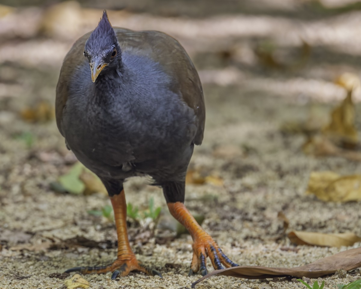 Mégapode de Reinwardt - ML644301517