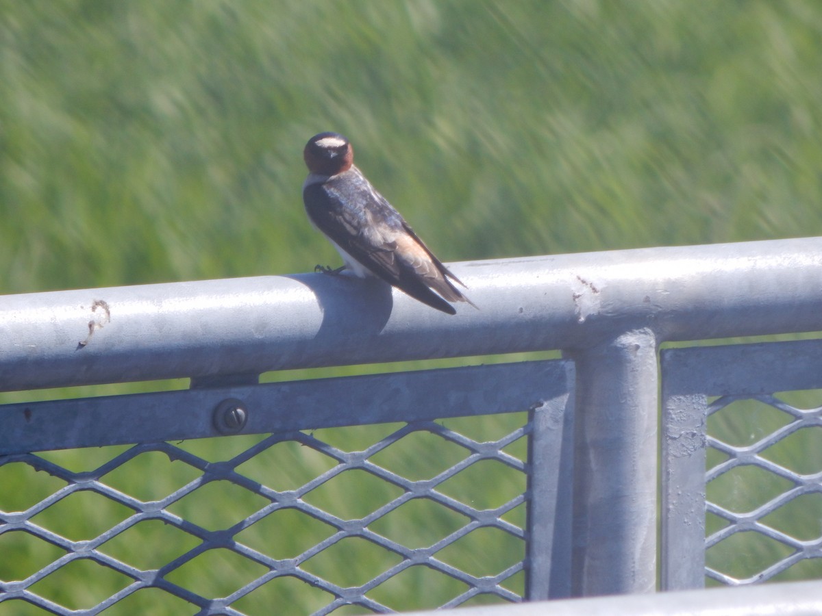 Golondrina Risquera - ML644301518