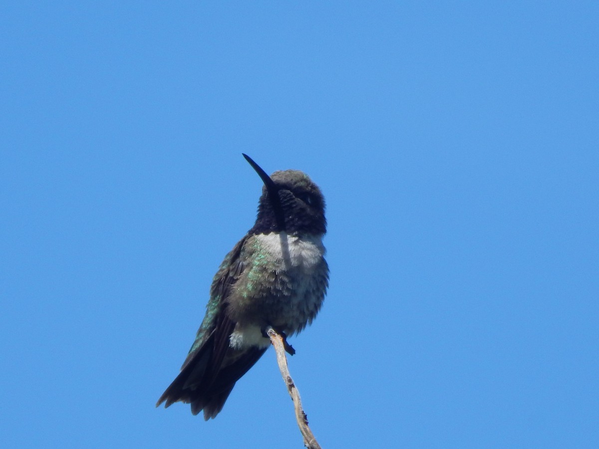 Schwarzkinnkolibri - ML644301522