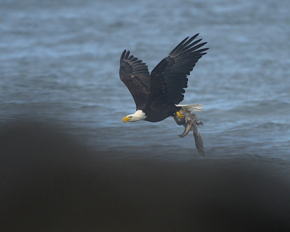 Weißkopf-Seeadler - ML644301524