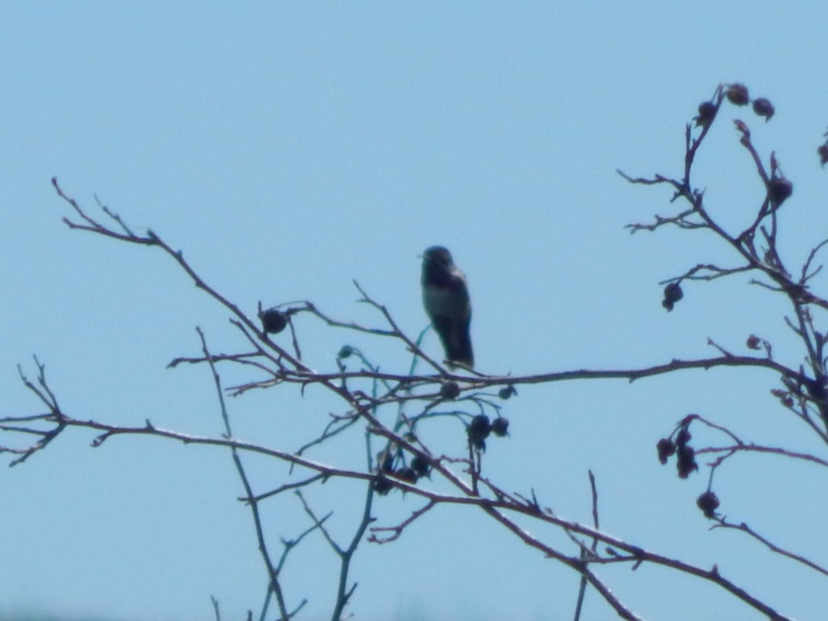 Sternelfe - ML644301525