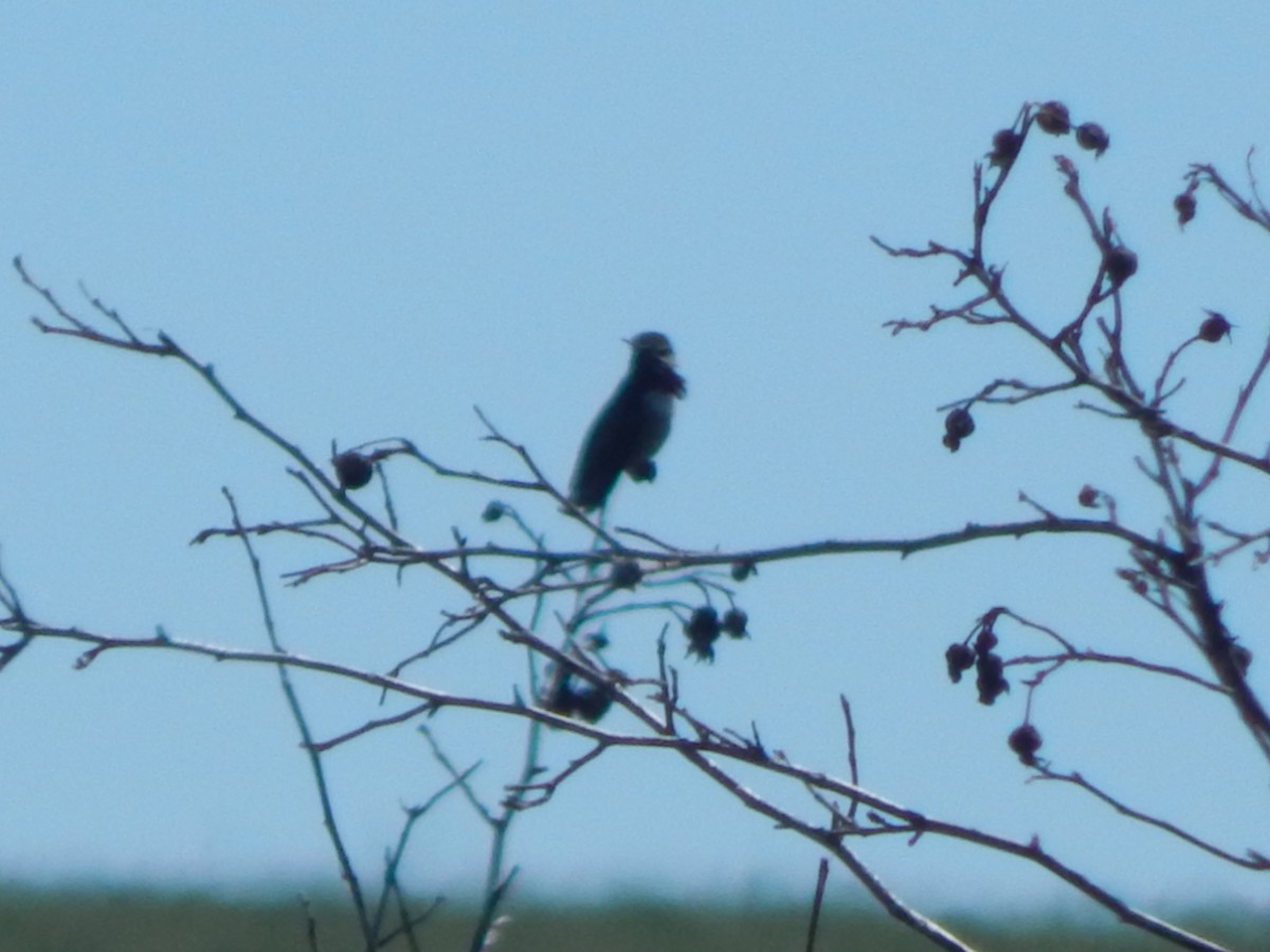 Sternelfe - ML644301526